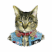 gato-punk-rock-punk png
